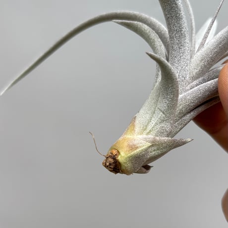 Tillandsia chiapencis giant ×exserta