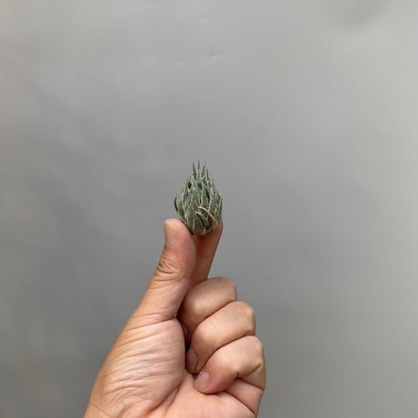 Tillandsia  sprengeliana 'Selected Clone'