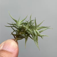 Tillandsia funebris