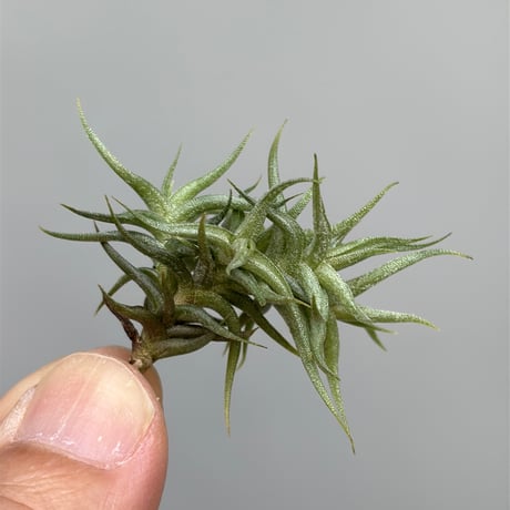 Tillandsia funebris