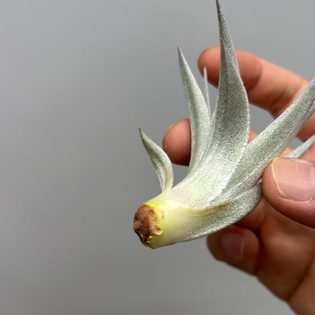Tillandsia gardneri v. rupicola 'Lavender Petal' Best Clone