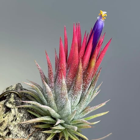Tillandsia ionantha 'Succulent Form' × 'Nizanda'