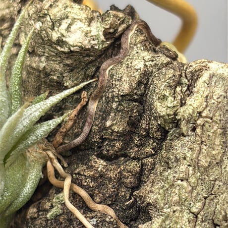 Tillandsia vanhyningii × Nizanda
