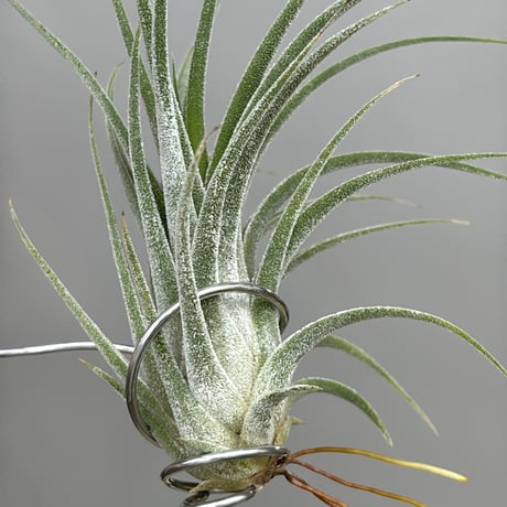Tillandsia 'Cutie Pie' (T.ehlersiana x pueblensis)