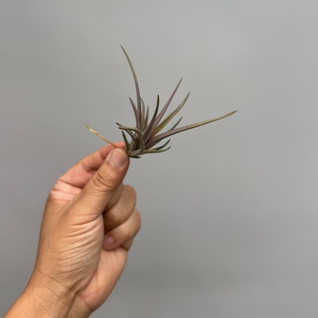 Tillandsia rosacea (Ex. Lieselotte Hromadnik)