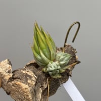 Tillandsia ionantha 'Special Selection' Collected in Nizanda
