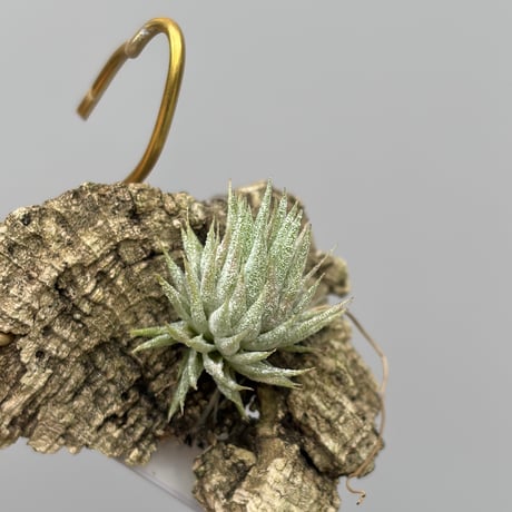 Tillandsia vanhyningii × Nizanda