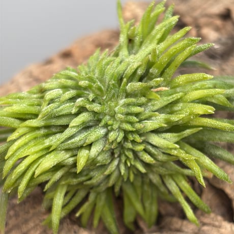 Tillandsia ionantha 'Crested Form'  Alien