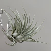 Tillandsia gardneri v. rupicola 'Compact Clone' × kautskyi 'Large Clone'