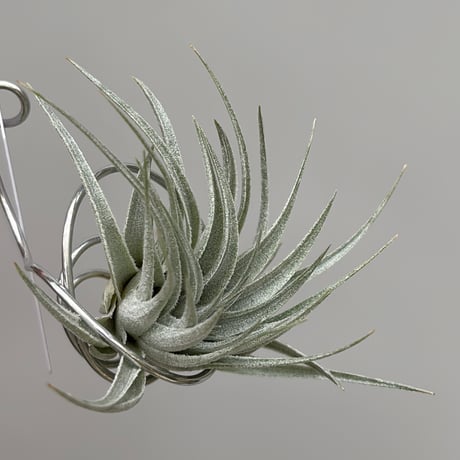 Tillandsia gardneri v. rupicola 'Compact Clone' × kautskyi 'Large Clone'