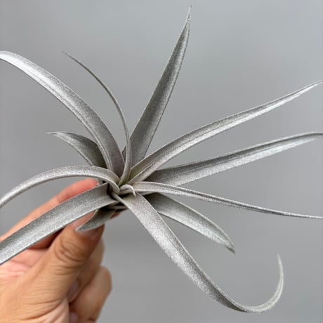 Tillandsia chiapencis giant ×exserta