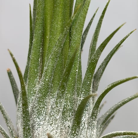 Tillandsia ionantha ‘Differente’