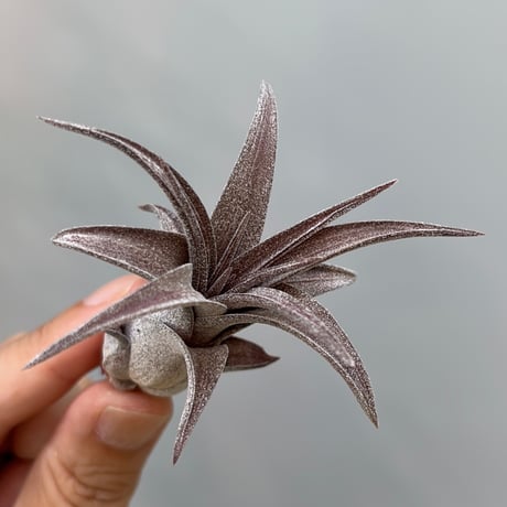 Tillandsia ’Charmer' × streptophylla Red