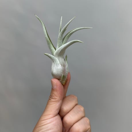 Tillandsia ’Rex' × 'Bea Correale'