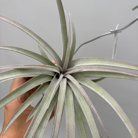 Tillandsia  zacapanensis
