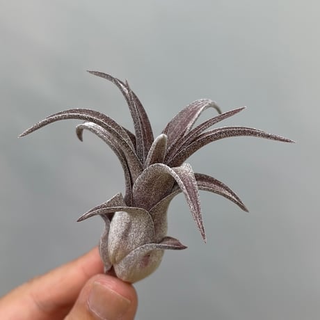 Tillandsia ’Charmer' × streptophylla Red