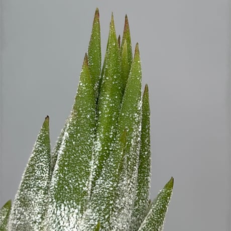 Tillandsia ionantha 'Succulent Form' × 'Nizanda'