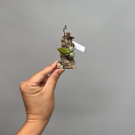 Tillandsia ionantha 'Special Selection' Collected in Nizanda