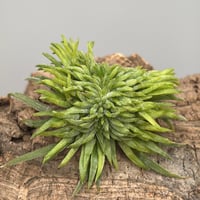 Tillandsia ionantha 'Crested Form'  Alien