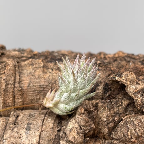 Tillandsia ionantha var.vanhyningii Minor