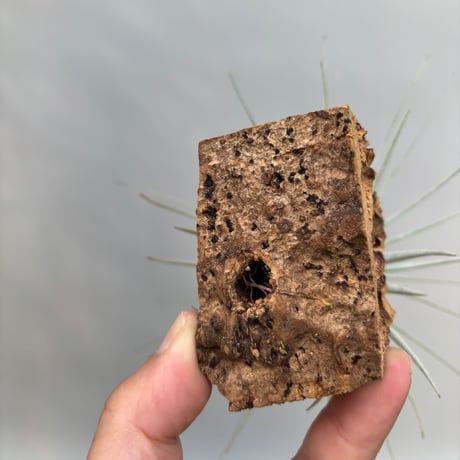Tillandsia chapeuensis var. turriformis