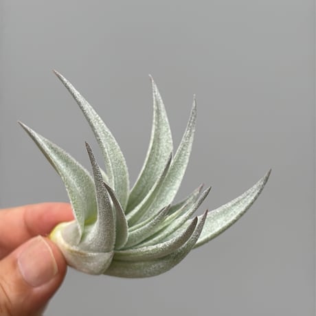Tillandsia gardneri v. rupicola 'Lavender Petal' Best Clone