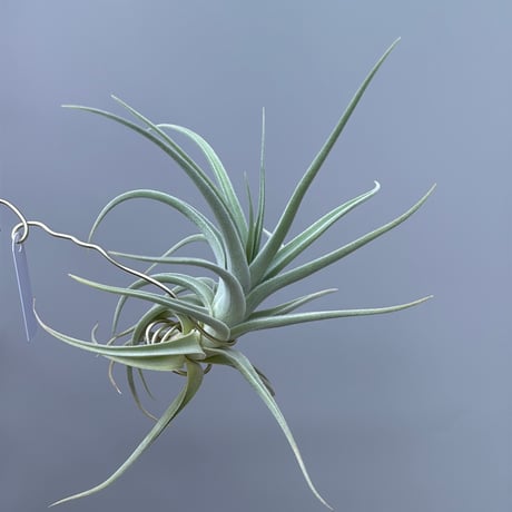 Tillandsia chiletensis (Koehres)