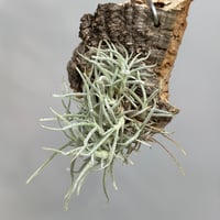 Tillandsia landbeckii