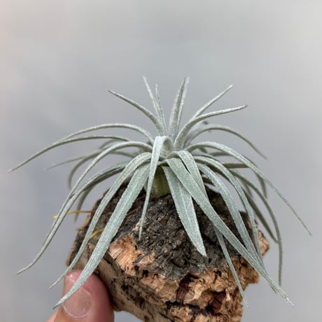 Tillandsia mauryana