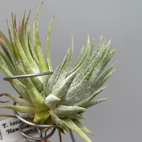 Tillandsia ionantha 'Hawaiian Lavender'