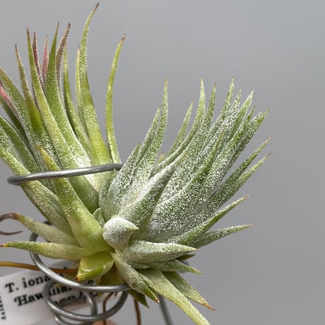 Tillandsia ionantha 'Hawaiian Lavender'