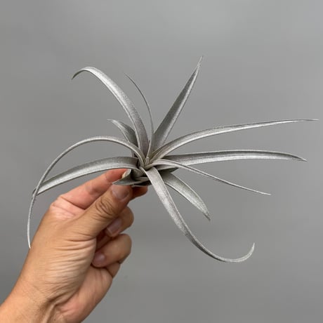 Tillandsia chiapencis giant ×exserta