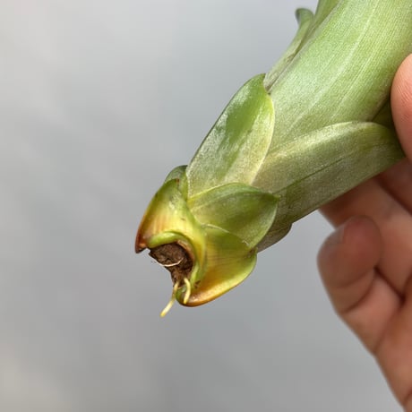 Tillandsia 'Marvelous Masterpiece'