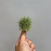 Tillandsia ionantha 'Monstrose'