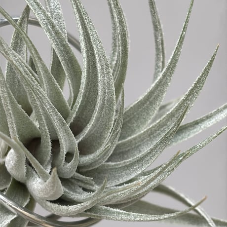 Tillandsia gardneri v. rupicola 'Compact Clone' × kautskyi 'Large Clone'