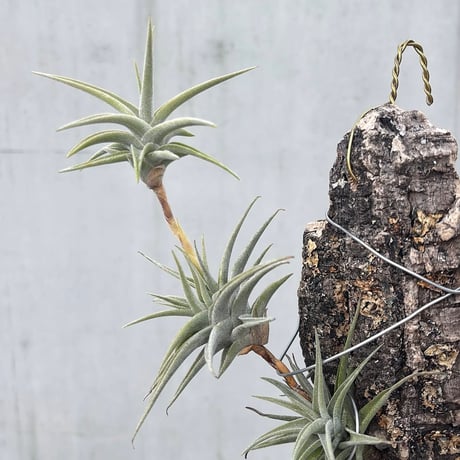 Tillandsia latifolia 'Enano'