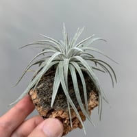 Tillandsia mauryana