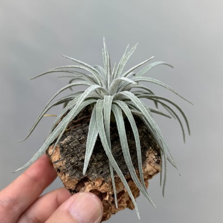 Tillandsia mauryana