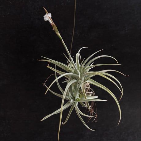 Tillandsia chiletensis (Koehres)