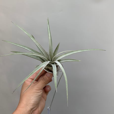 Tillandsia  zacapanensis
