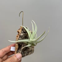 Tillandsia ramellae