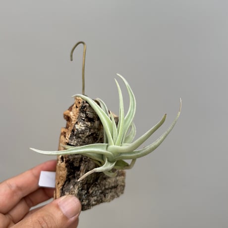 Tillandsia ramellae
