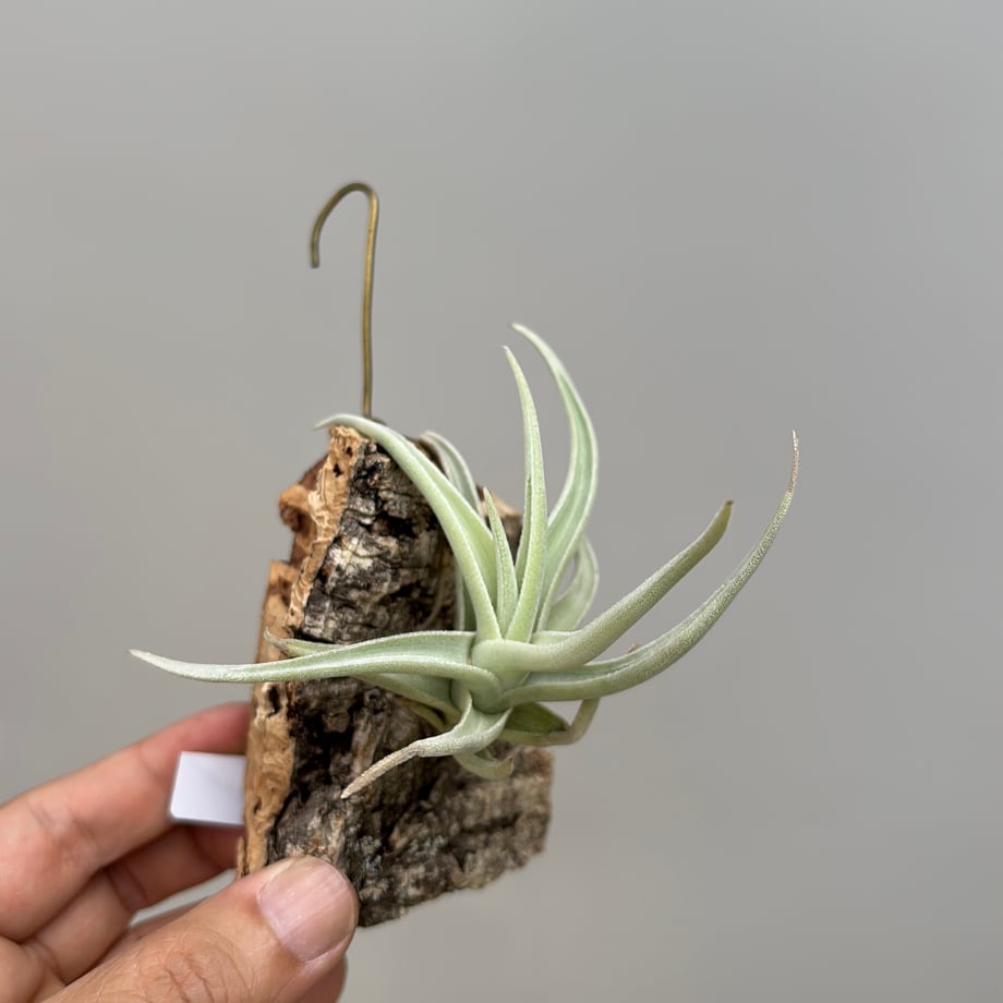 65daef6fa7f9cb0032832a9b