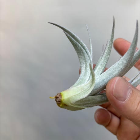 Tillandsia gardneri v. rupicola 'Lavender Petal' Best Clone