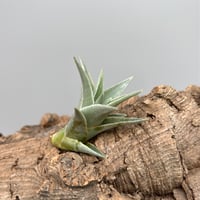 Tillandsia edithae var. araucariifolia