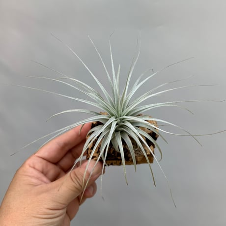 Tillandsia chapeuensis var. turriformis