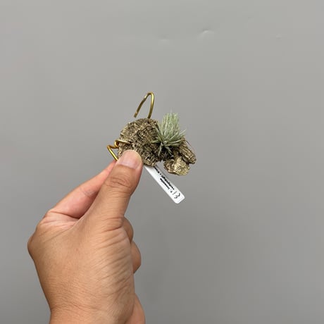 Tillandsia vanhyningii × Nizanda