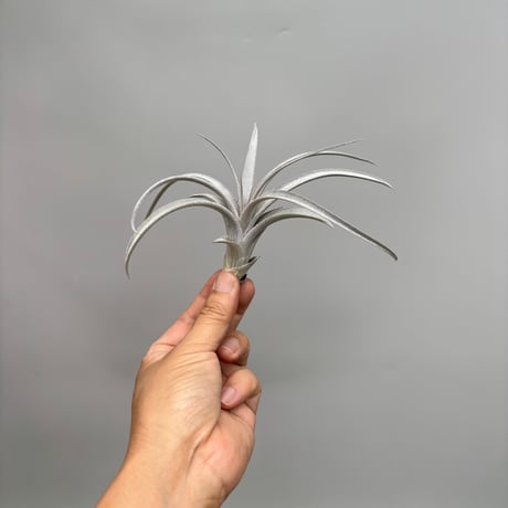 Tillandsia chiapencis giant ×exserta