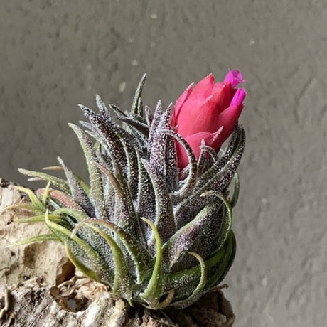 Tillandsia  sprengeliana 'Selected Clone'