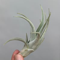 Tillandsia affinis barfussii `MONSTER CLONE`